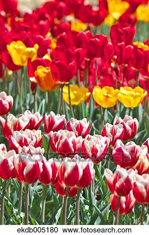 Stock Image - Tulip field. Fotosearch