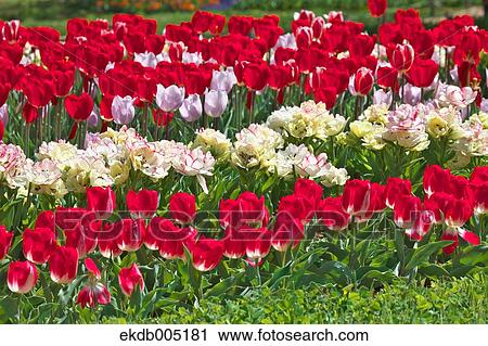 Tulip field View Large Photo Image Stock Image - Tulip field. Fotosearch