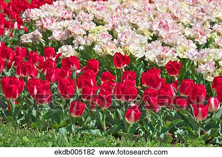 Tulip field View Large Photo Image Stock Image - Tulip field. Fotosearch