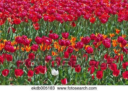 Stock Image - Tulip field. Fotosearch