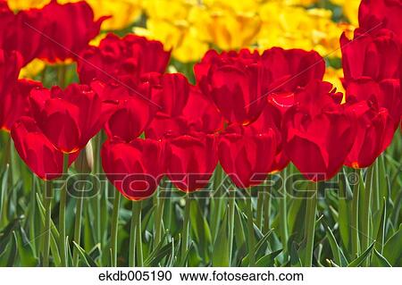 Tulip field View Large Photo Image Stock Image - Tulip field. Fotosearch