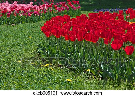 Tulip field View Large Photo Image Stock Image - Tulip field. Fotosearch
