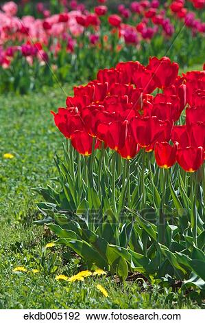 Tulip field View Large Photo Image Stock Image - Tulip field. Fotosearch