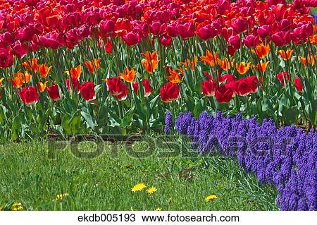 Tulip field View Large Photo Image Stock Image - Tulip field. Fotosearch