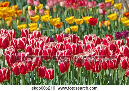 Tulip field View Large Photo Image Stock Image - Tulip field. Fotosearch