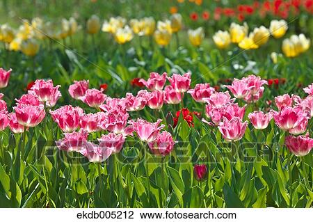 Tulip field View Large Photo Image Stock Image - Tulip field. Fotosearch