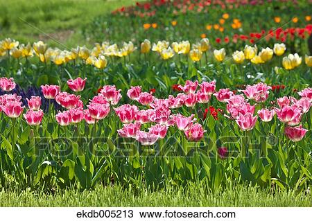 Tulip field View Large Photo Image Stock Image - Tulip field. Fotosearch