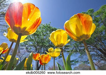 Stock Image - Tulip field. Fotosearch
