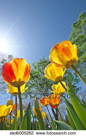 Tulip field View Large Photo Image Stock Image - Tulip field. Fotosearch