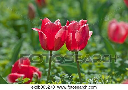 Stock Image - Tulip field. Fotosearch