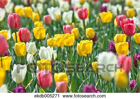 Tulip field View Large Photo Image Stock Image - Tulip field. Fotosearch