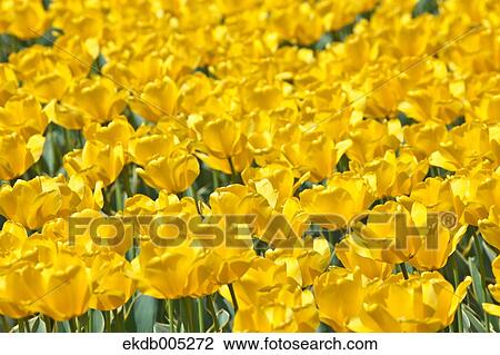 Tulip field View Large Photo Image Stock Image - Tulip field. Fotosearch