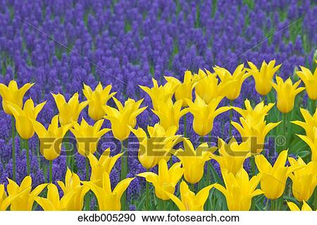Tulip field View Large Photo Image Stock Image - Tulip field. Fotosearch