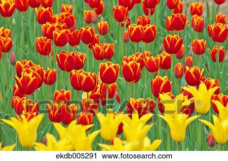 Stock Image - Tulip field. Fotosearch