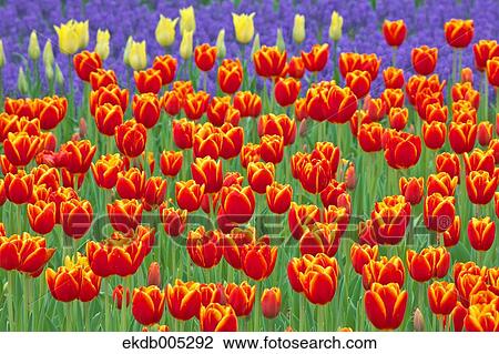 Tulip field View Large Photo Image Stock Image - Tulip field. Fotosearch