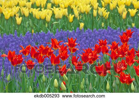 Tulip field View Large Photo Image Stock Image - Tulip field. Fotosearch