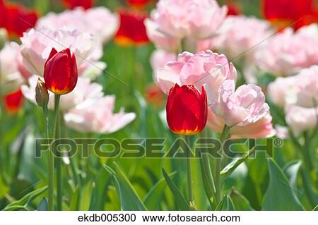 Tulip field View Large Photo Image Stock Image - Tulip field. Fotosearch