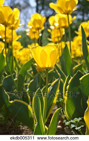 Stock Image - Tulip field. Fotosearch