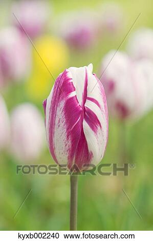 Tulip field View Large Photo Image Stock Image - Tulip field. Fotosearch