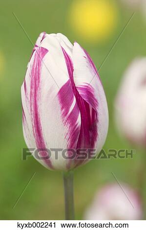 Tulip field View Large Photo Image Stock Image - Tulip field. Fotosearch