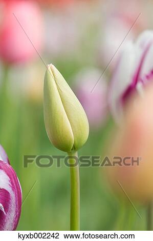 Tulip field View Large Photo Image Stock Image - Tulip field. Fotosearch