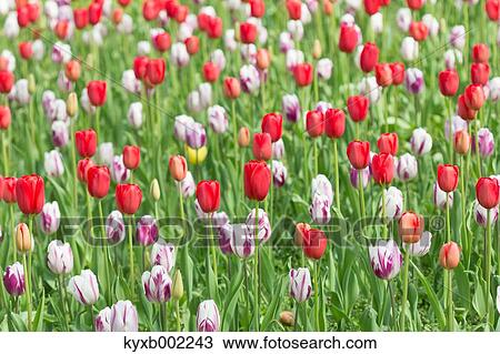 Tulip field View Large Photo Image Stock Image - Tulip field. Fotosearch