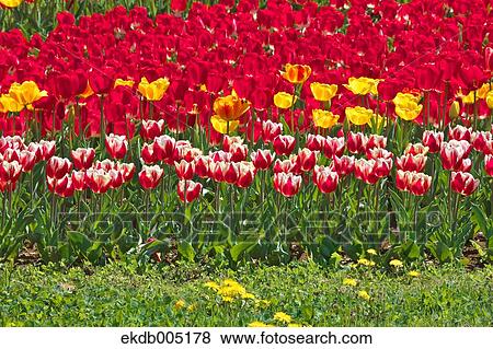 Tulip field View Large Photo Image Stock Photo - Tulip field. Fotosearch