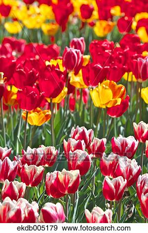 Tulip field View Large Photo Image Stock Photo - Tulip field. Fotosearch