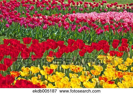 Tulip field View Large Photo Image Stock Photo - Tulip field. Fotosearch