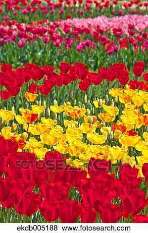 Tulip field View Large Photo Image Stock Photo - Tulip field. Fotosearch