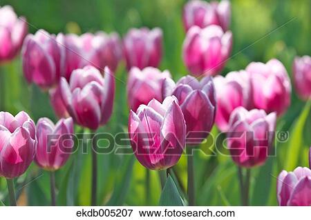 Tulip field View Large Photo Image Stock Photo - Tulip field. Fotosearch