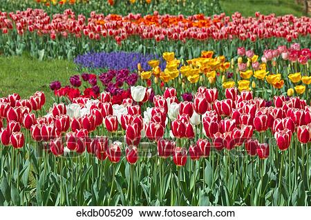 Stock Photo - Tulip field. Fotosearch