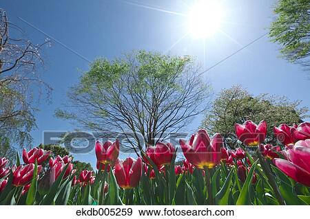 Tulip field View Large Photo Image Stock Photo - Tulip field. Fotosearch