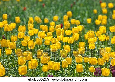 Tulip field View Large Photo Image Stock Photo - Tulip field. Fotosearch