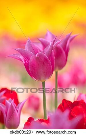 Tulip field View Large Photo Image Stock Photo - Tulip field. Fotosearch