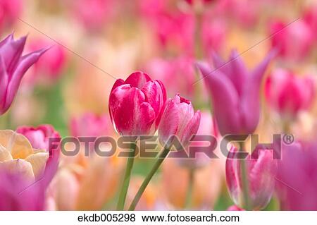 Stock Photo - Tulip field. Fotosearch