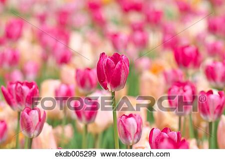 Tulip field View Large Photo Image Stock Photo - Tulip field. Fotosearch