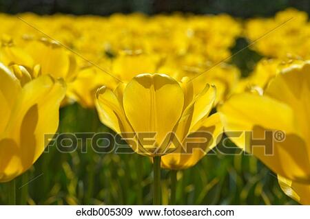 Stock Photo - Tulip field. Fotosearch