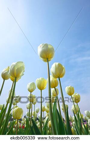 Tulip field View Large Photo Image Stock Photo - Tulip field. Fotosearch