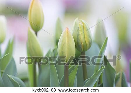Tulip field View Large Photo Image Stock Photo - Tulip field. Fotosearch