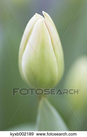 Stock Photo - Tulip field. Fotosearch