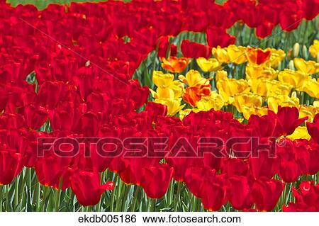 Stock Photograph - Tulip field. Fotosearch