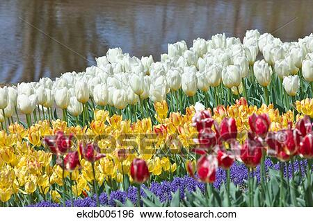 Stock Photograph - Tulip field. Fotosearch