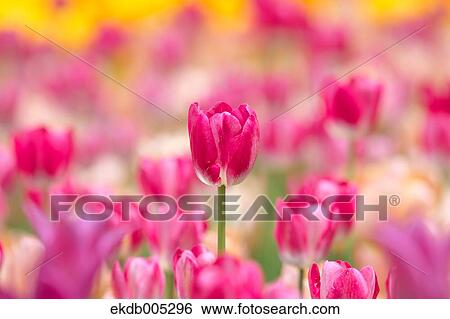 Stock Photograph - Tulip field. Fotosearch