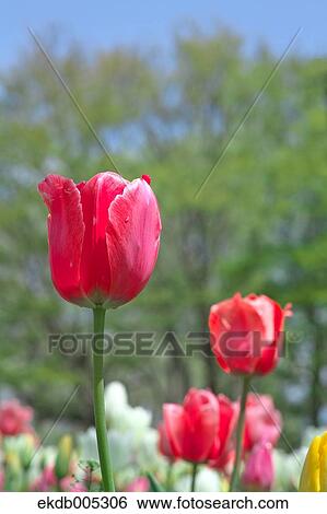 Stock Photograph - Tulip field. Fotosearch