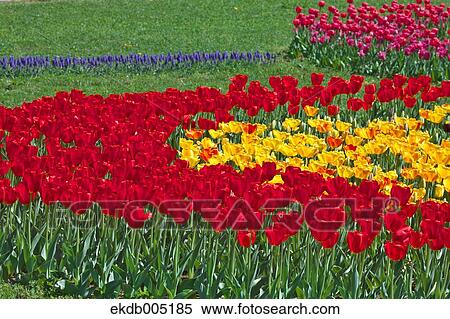 Tulip field View Large Photo Image Stock Photography - Tulip field. Fotosearch