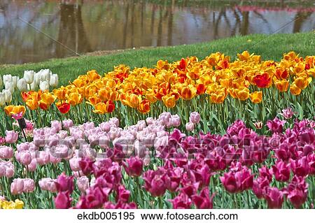 Stock Photography - Tulip field. Fotosearch