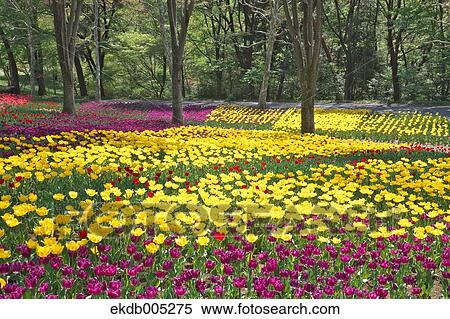 Stock Photography - Tulip field. Fotosearch