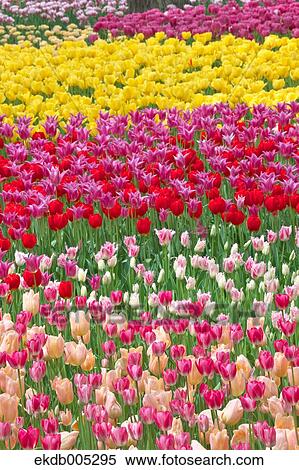 Stock Photography - Tulip field. Fotosearch