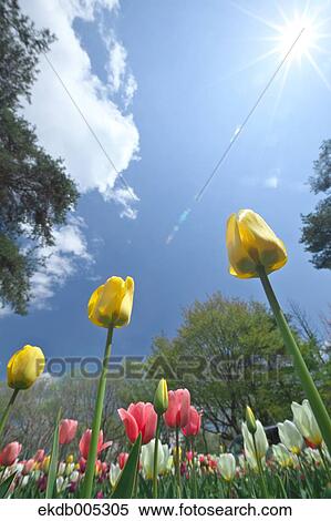 Tulip field View Large Photo Image Stock Photography - Tulip field. Fotosearch